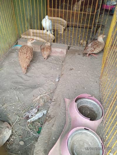 breeder teetar pairs