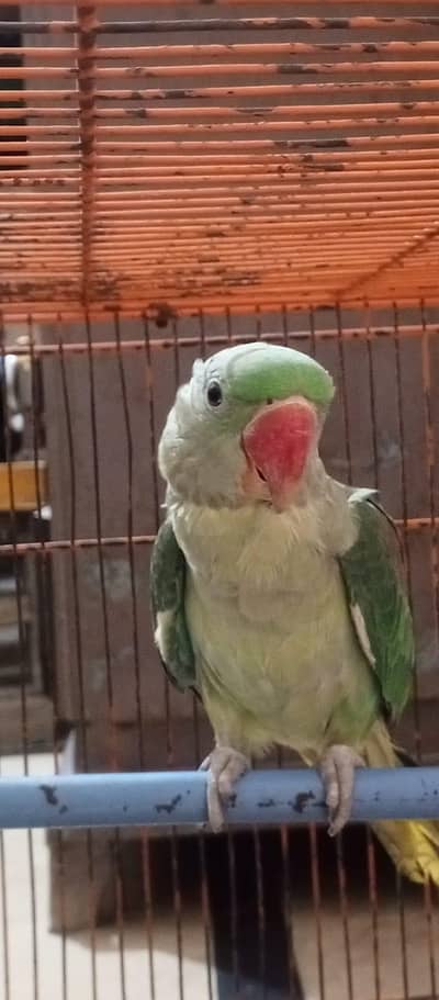 Pahari Parrot 7 months for sale only 1 piece