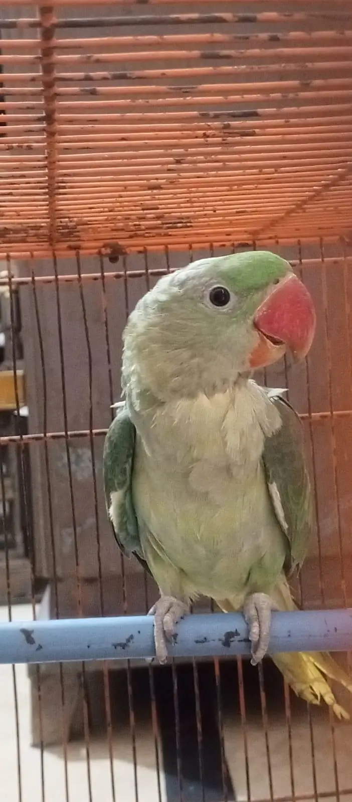 Pahari Parrot 7 months for sale only 1 piece — photo 2