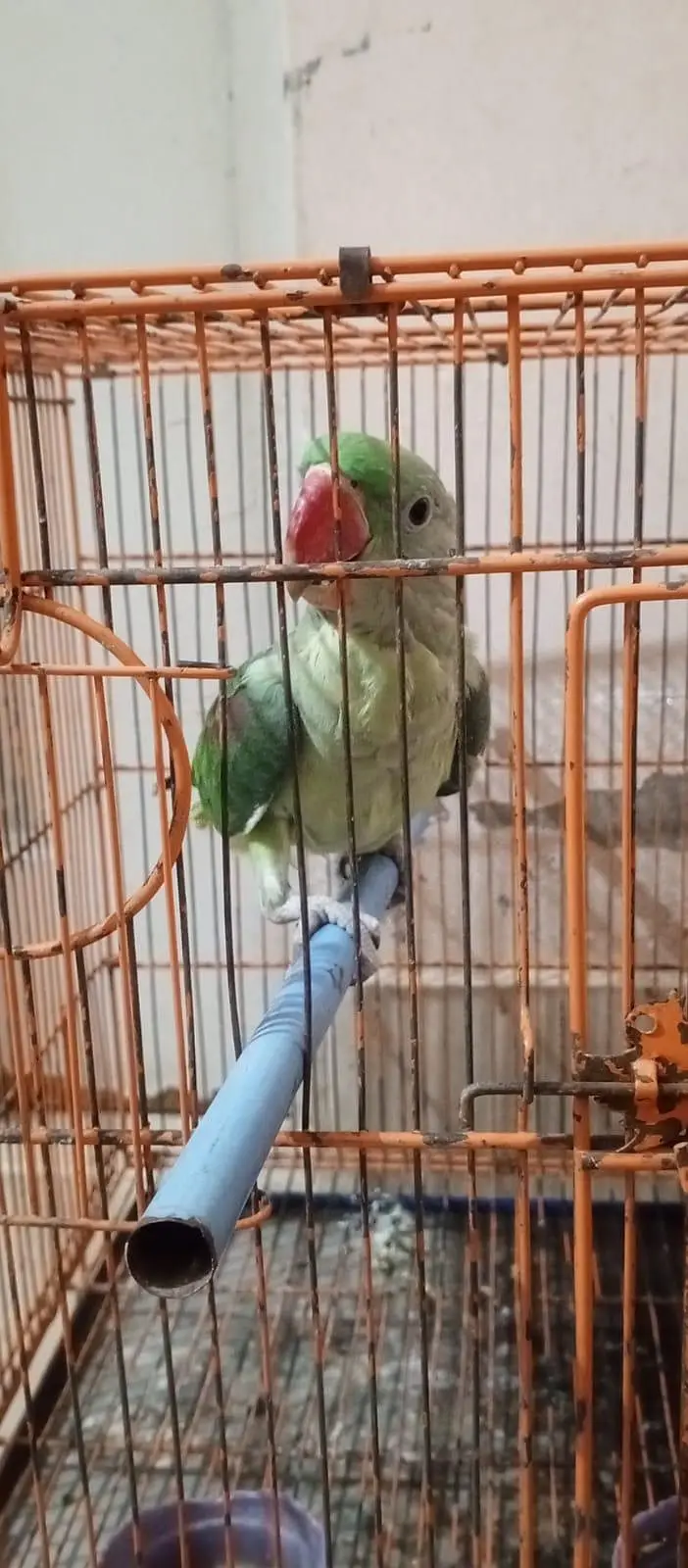 Pahari Parrot 7 months for sale only 1 piece — photo 3
