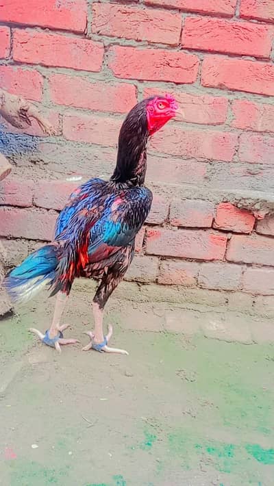 kumaliyaa aseel fore sale  with game