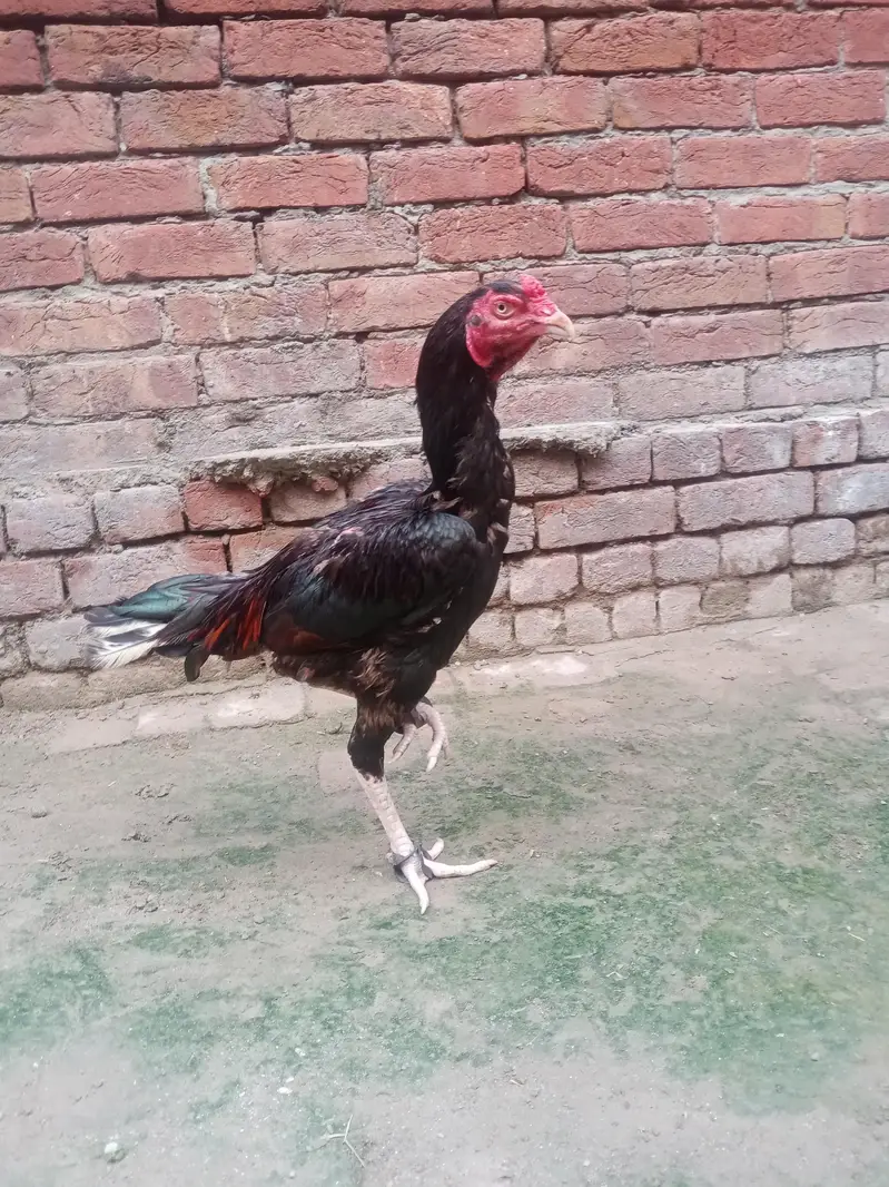 kumaliyaa aseel fore sale  with game — photo 3