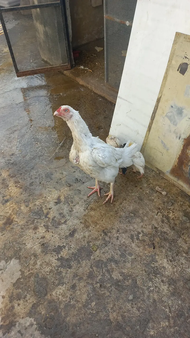 white hen with 5 chicks — photo 6
