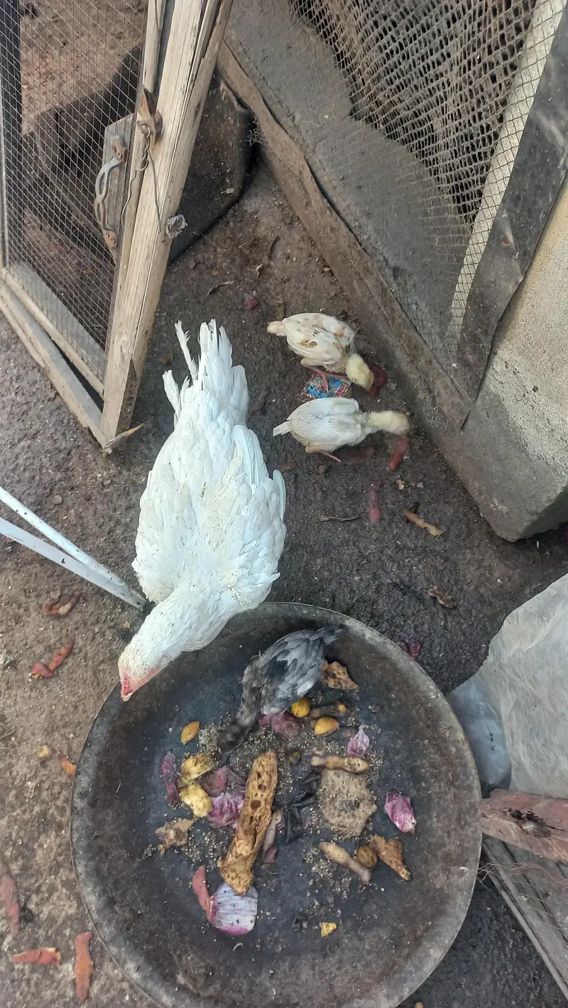 white hen with 5 chicks — photo 7