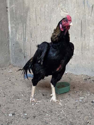 Aseel lassani male