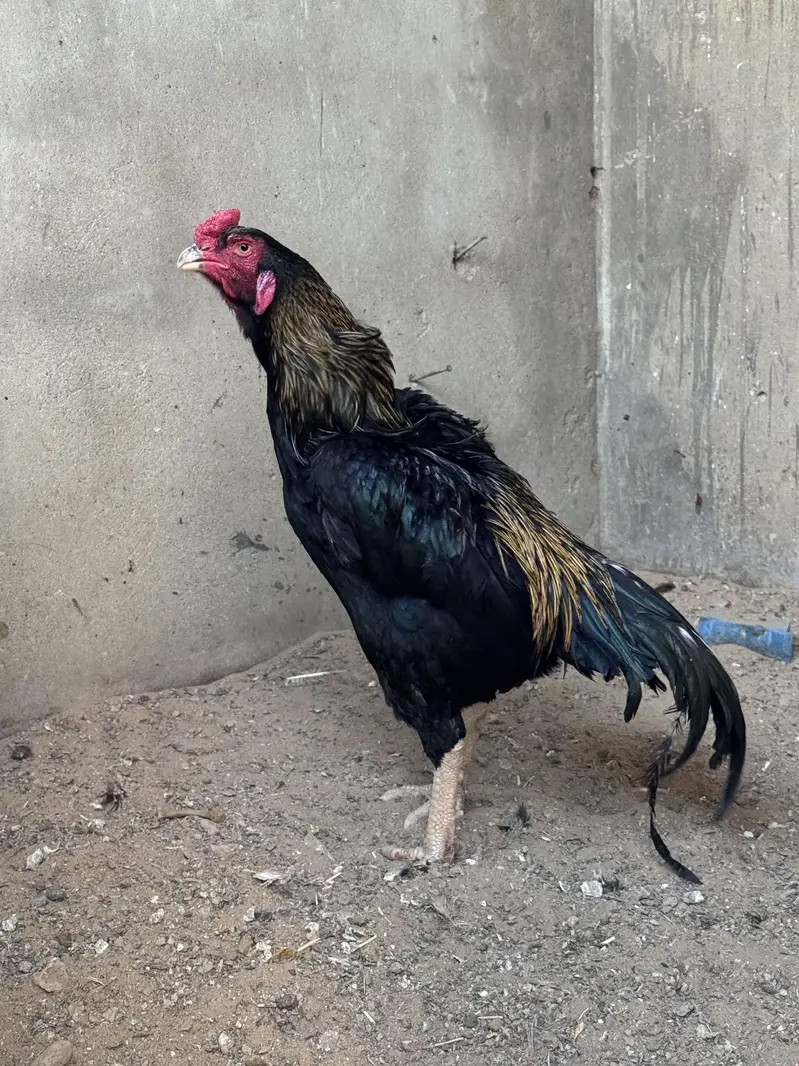 Aseel lassani male — photo 2
