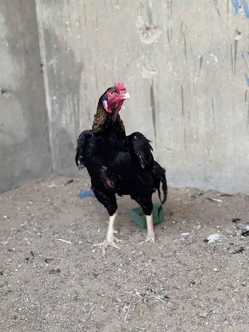 Aseel lassani male — photo 3
