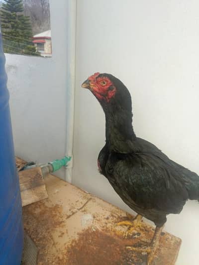 lasani female available for Sal