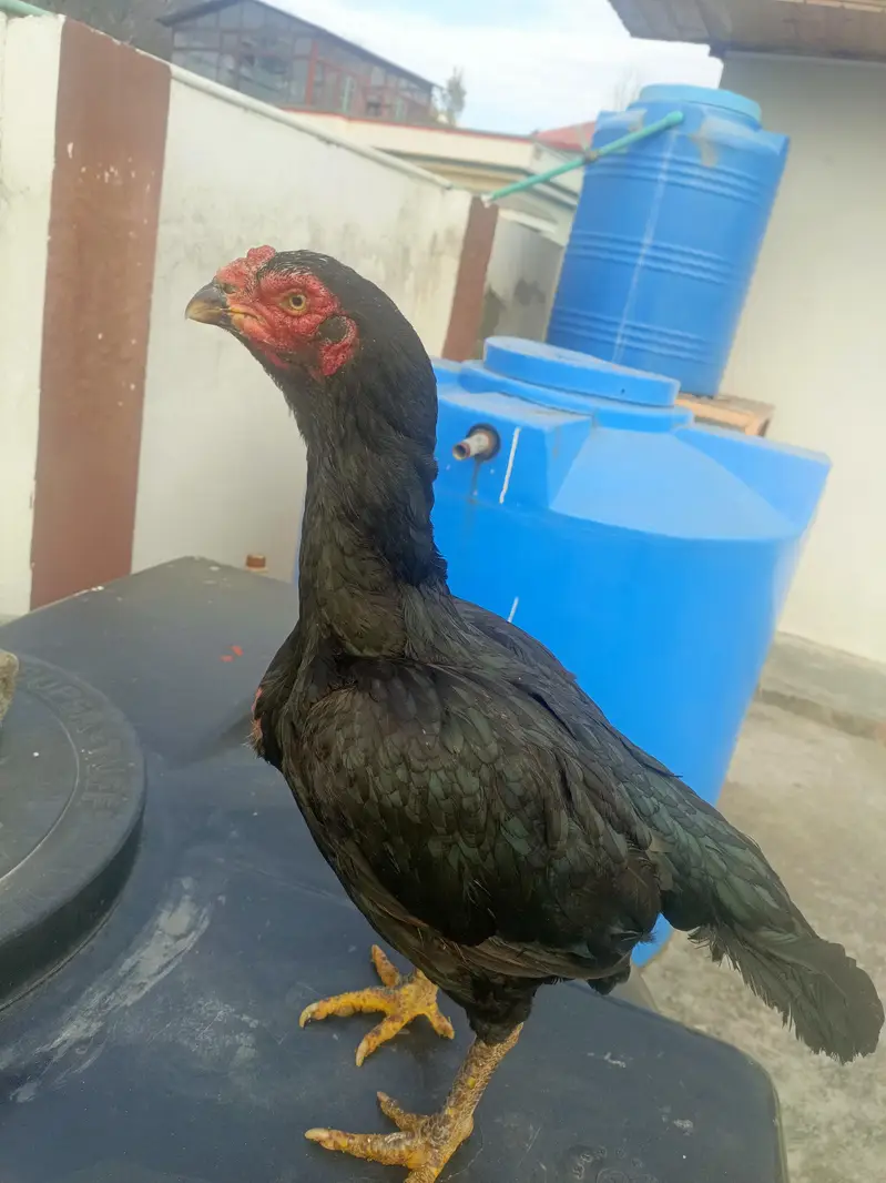lasani female available for Sal — photo 2