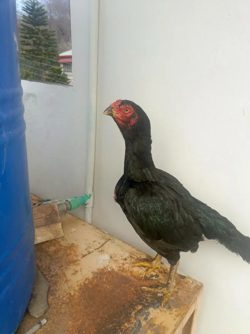 lasani female available for Sal — photo 4