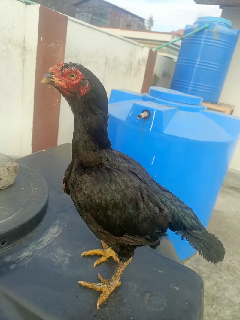 lasani female available for Sal — photo 5