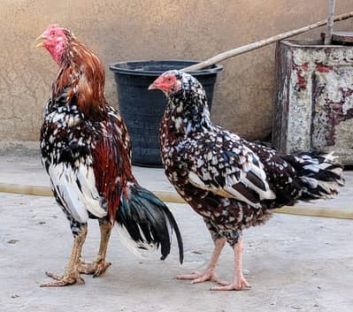 Aseel cheena pair available in cheap price healthy n active