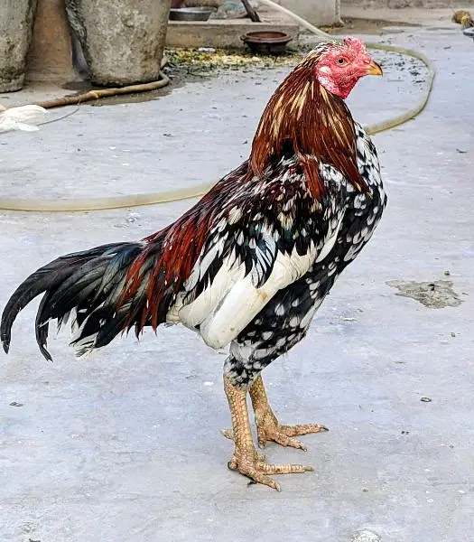 Aseel cheena pair available in cheap price healthy n active — photo 3