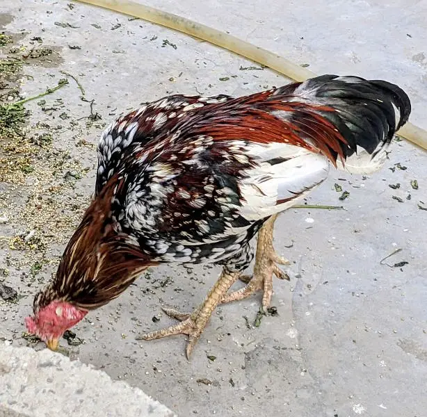 Aseel cheena pair available in cheap price healthy n active — photo 4