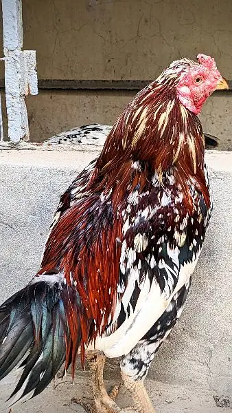 Aseel cheena pair available in cheap price healthy n active — photo 6