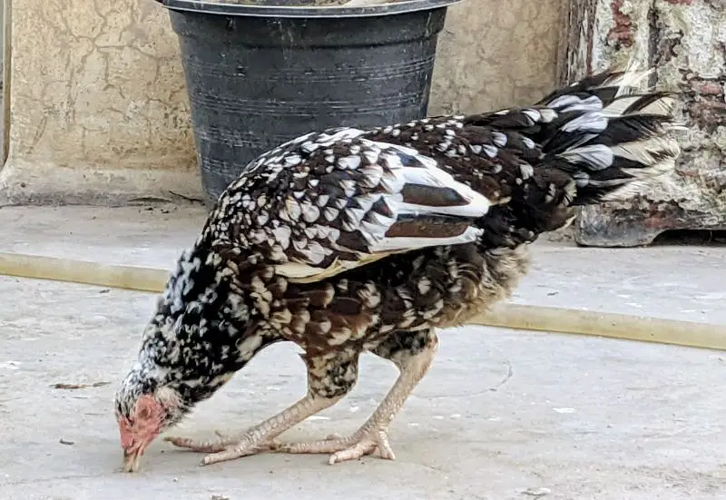 Aseel cheena pair available in cheap price healthy n active — photo 9