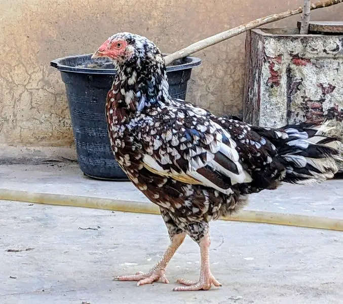 Aseel cheena pair available in cheap price healthy n active — photo 10