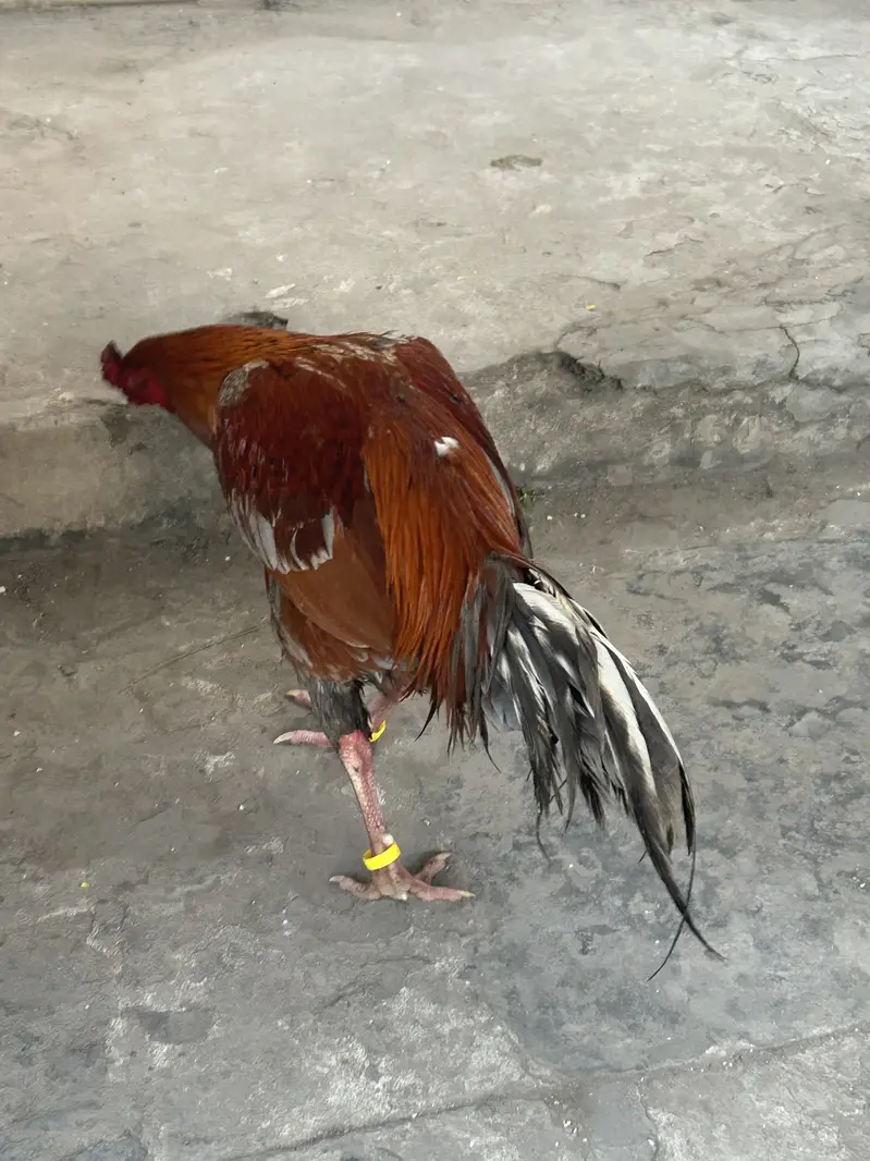 Aseel Murga — photo 2