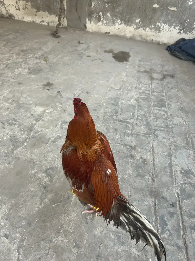 Aseel Murga — photo 3