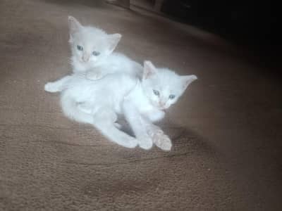 cats pair