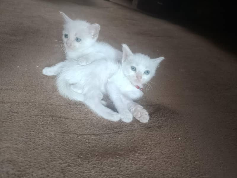 cats pair 1