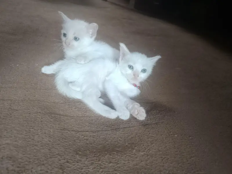 cats pair — photo 2