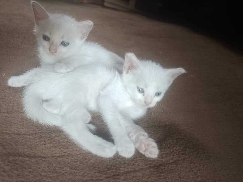 cats pair 2