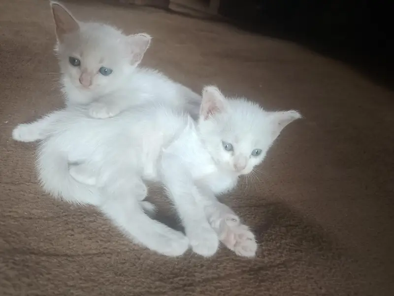 cats pair — photo 3