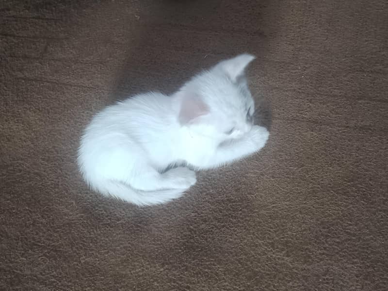 cats pair 4