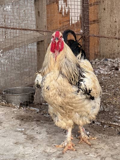 Light columbian brahma