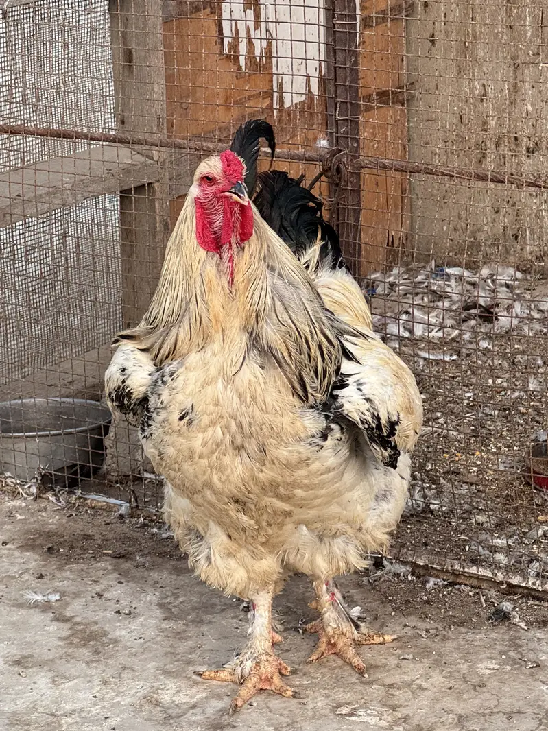 Light columbian brahma — photo 2