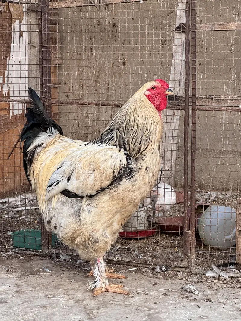 Light columbian brahma — photo 3