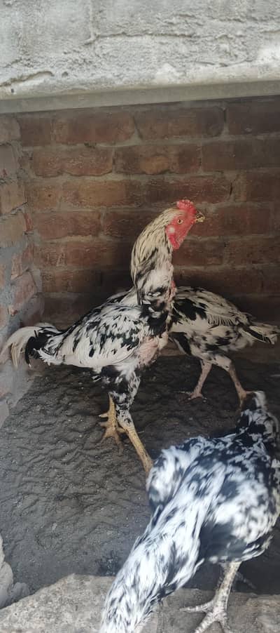 aseel Sindhi chena