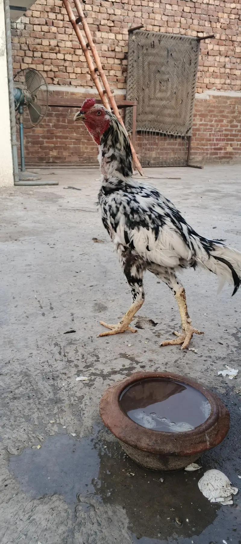 aseel Sindhi chena — photo 2