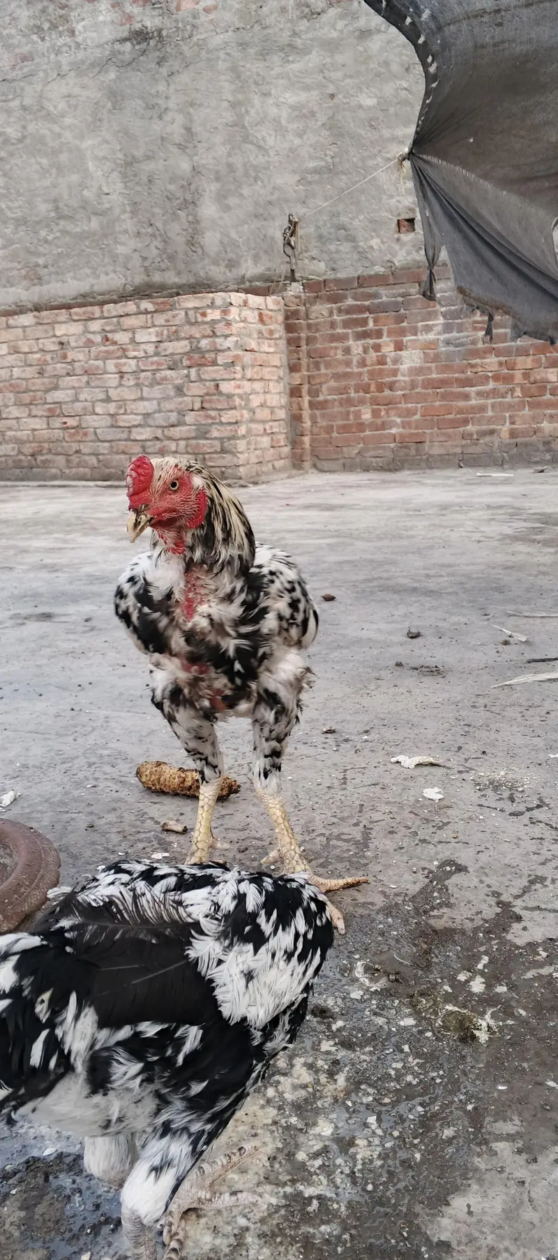 aseel Sindhi chena — photo 3