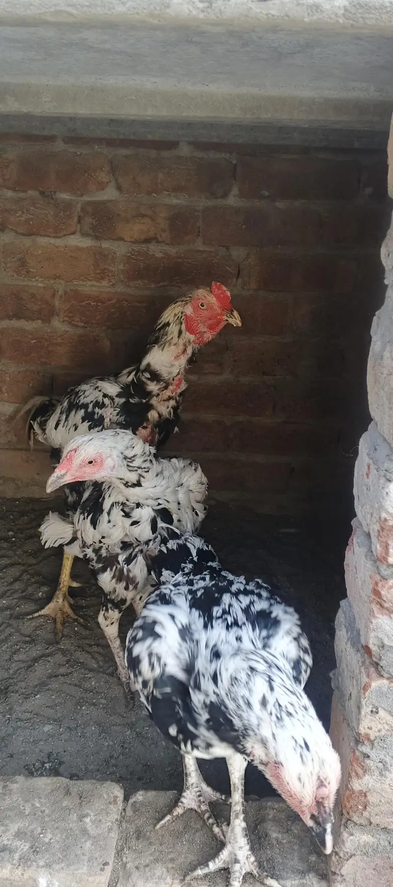 aseel Sindhi chena — photo 4