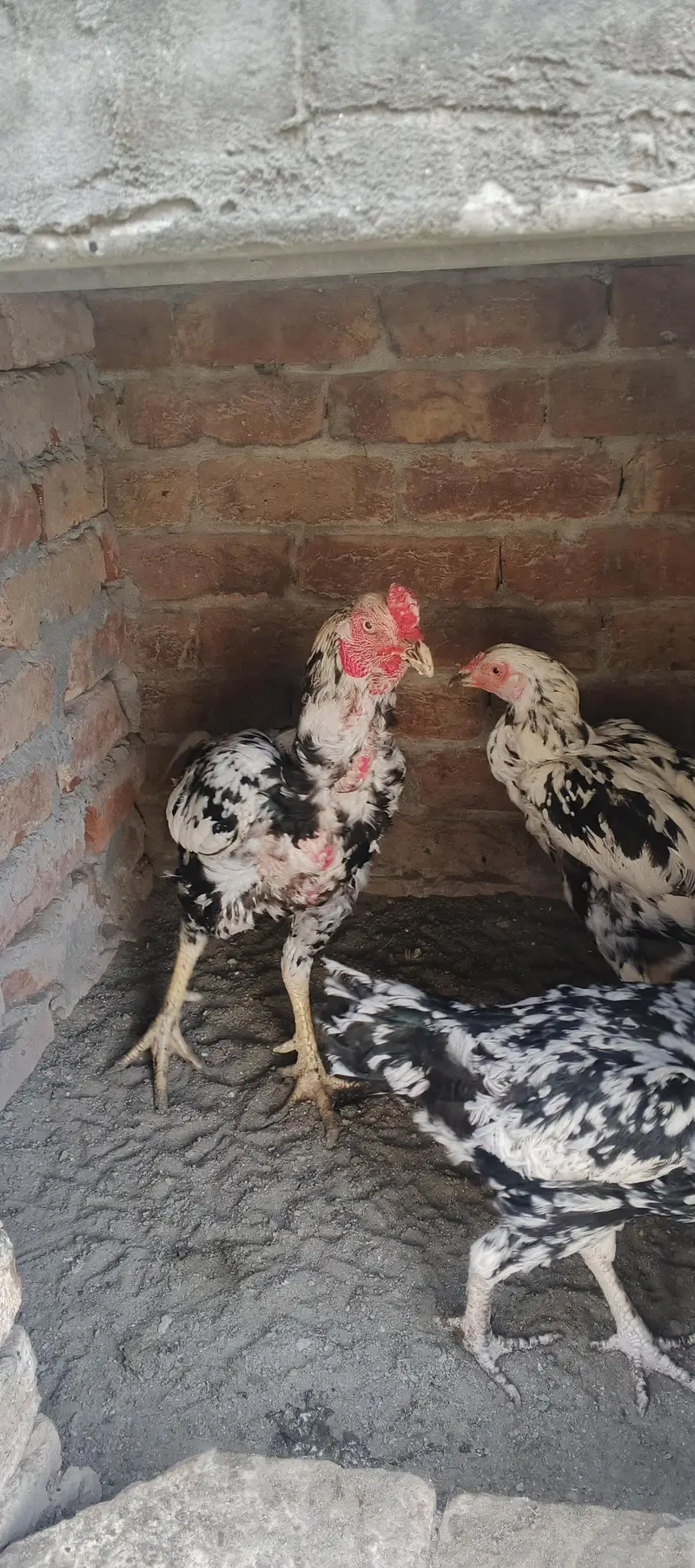 aseel Sindhi chena — photo 5