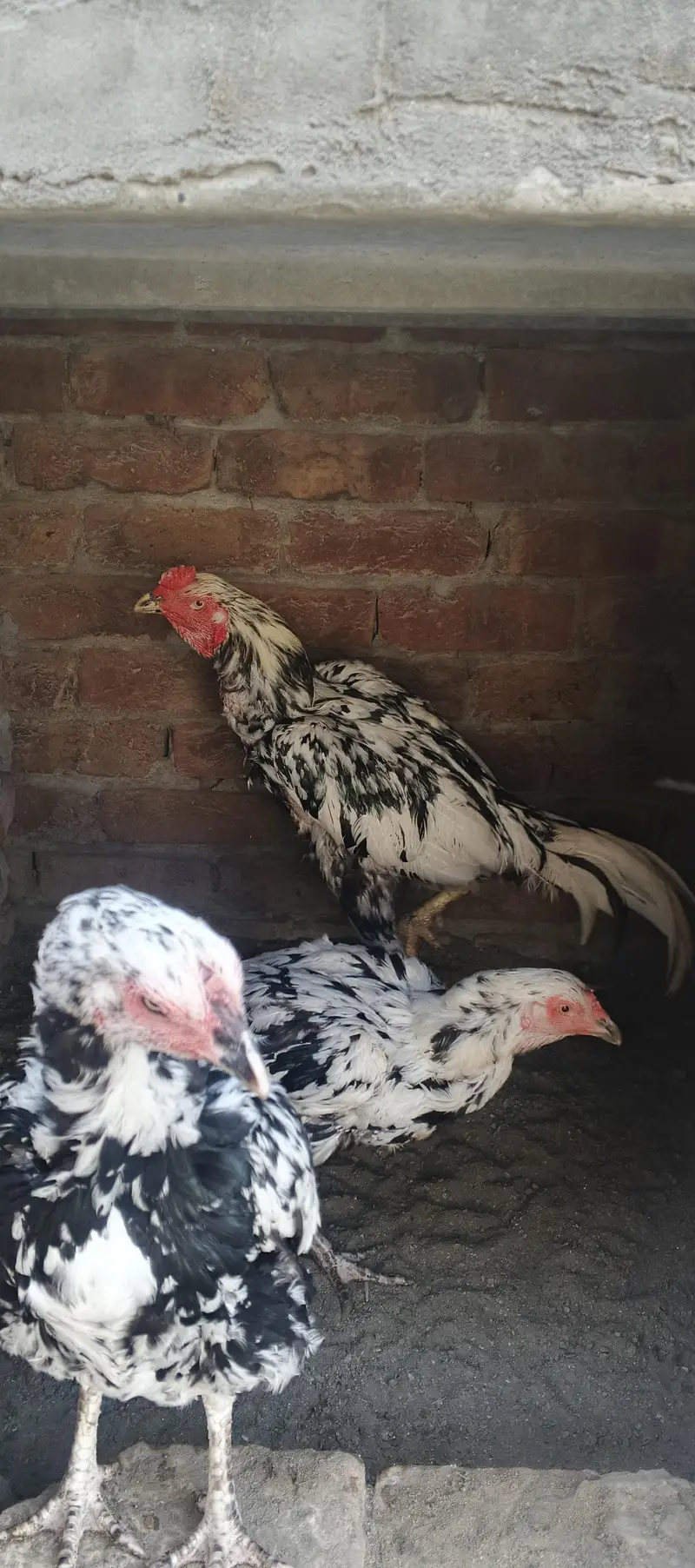 aseel Sindhi chena — photo 6