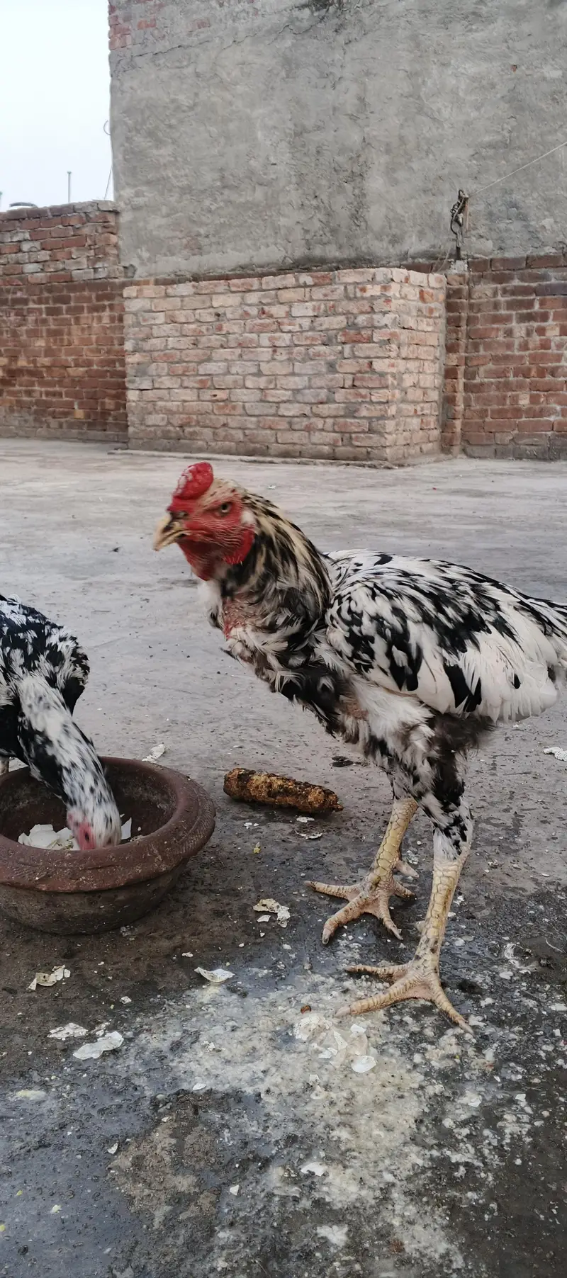aseel Sindhi chena — photo 7