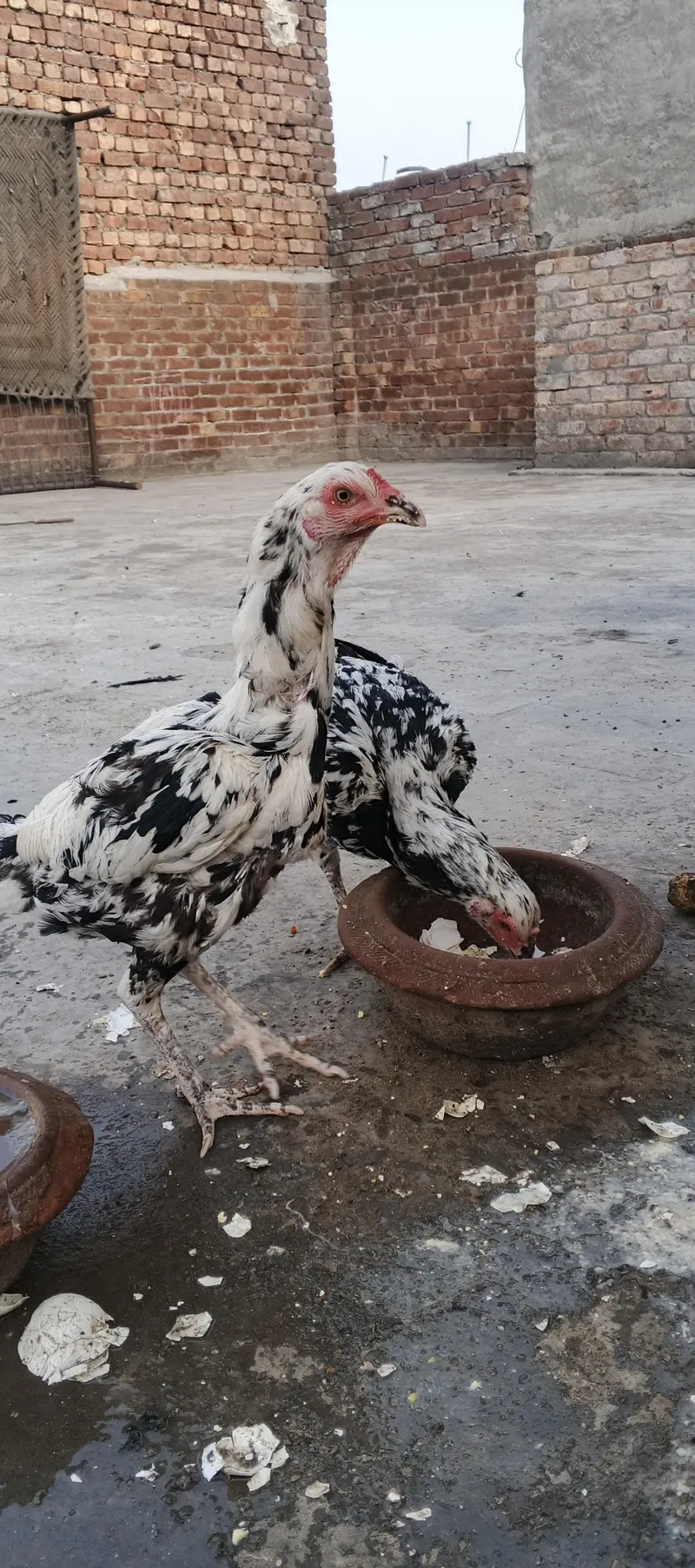 aseel Sindhi chena — photo 8
