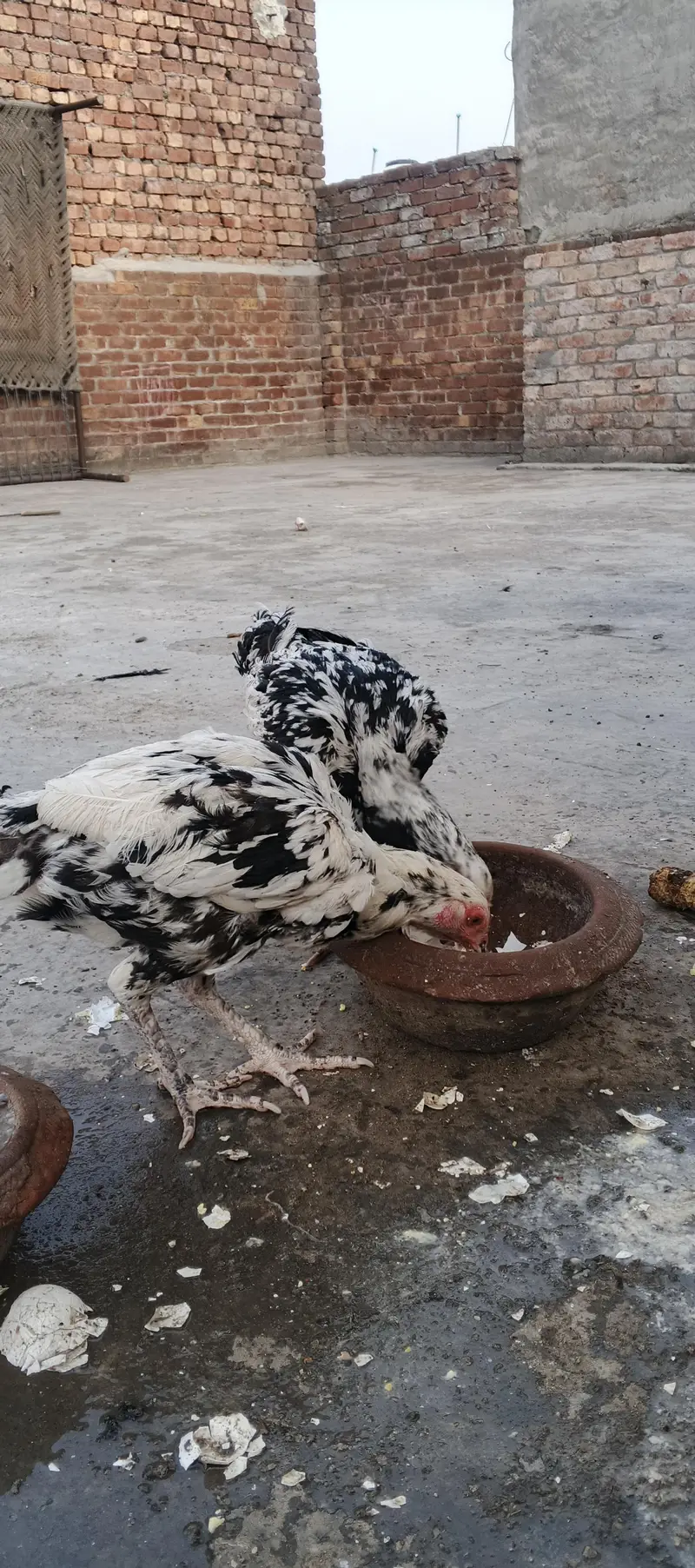 aseel Sindhi chena — photo 9