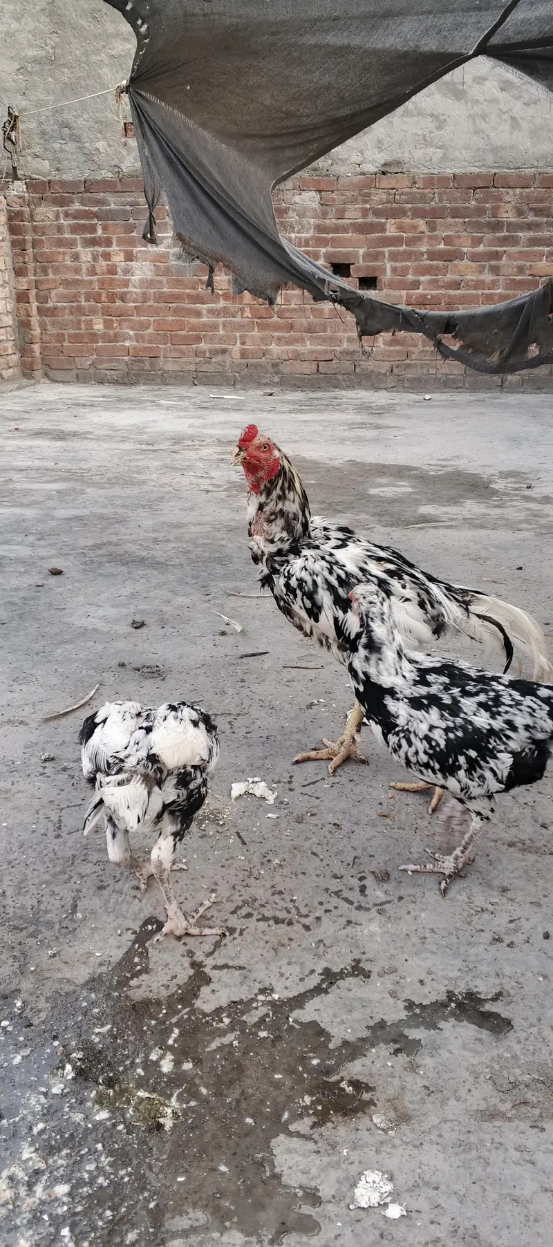aseel Sindhi chena — photo 10