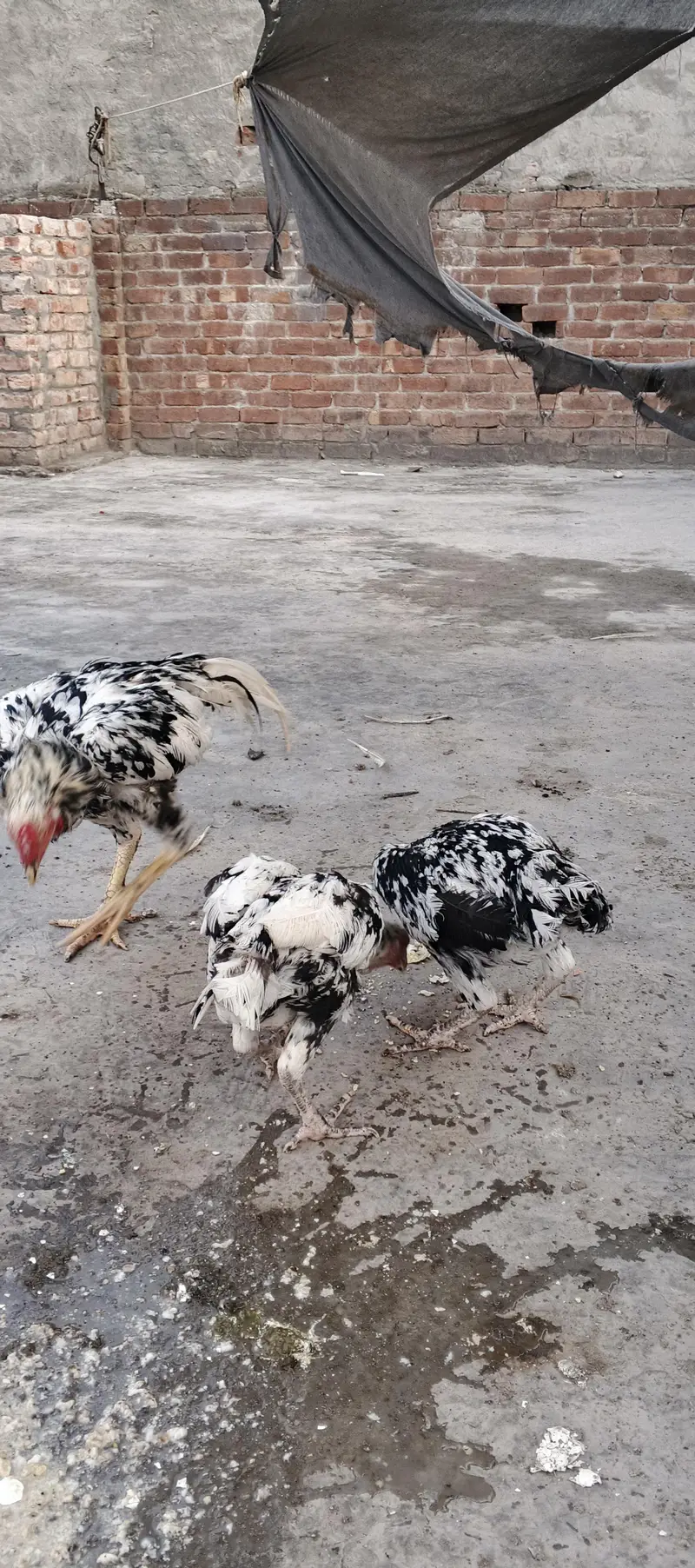 aseel Sindhi chena — photo 11