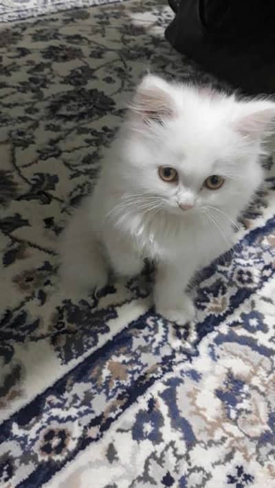 Persian kittens