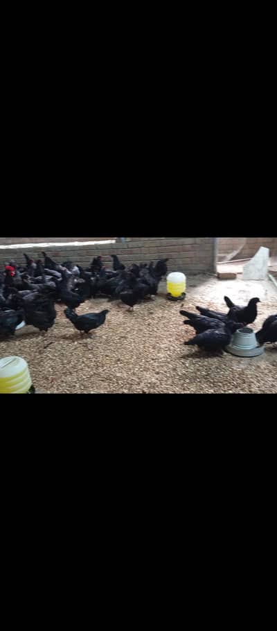 australorp starter murgi available for sale.