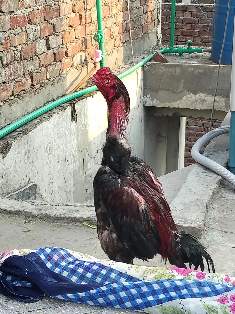 aseel murga — photo 5
