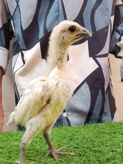 Chicks | Dragon Chicks | Black Dragon Chicks | Dragon Chicks For Sale