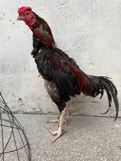 2 Murga, 3 murgia , 4 chicks available