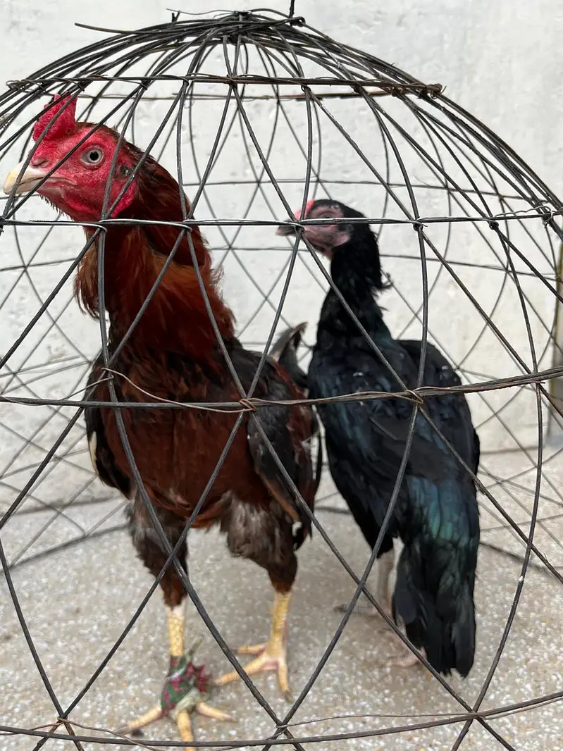 2 Murga, 3 murgia , 4 chicks available — photo 2