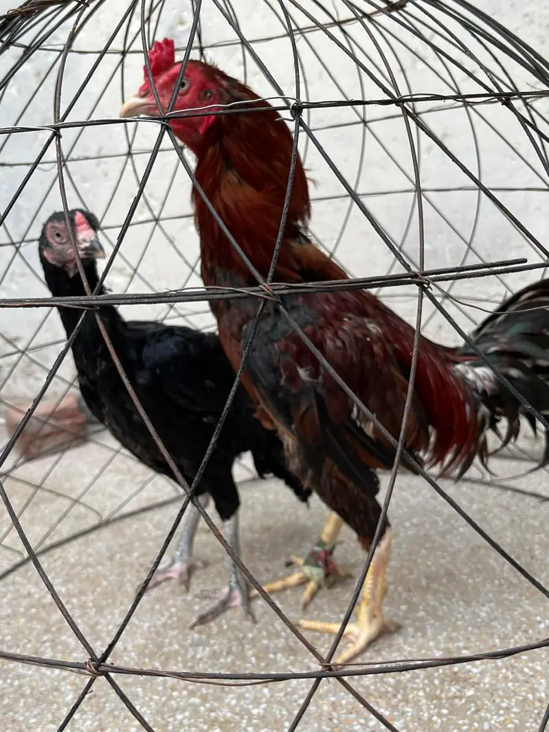 2 Murga, 3 murgia , 4 chicks available — photo 3